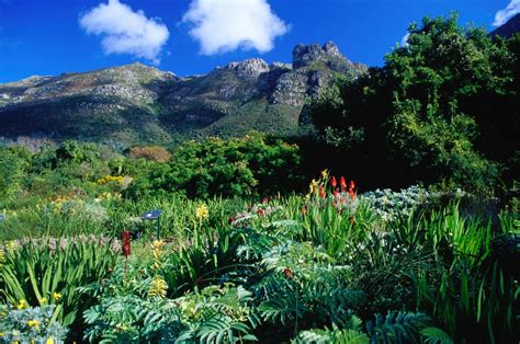 Kirstenbosch: Einer der schönsten Botanischen Gärten der Welt